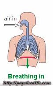 The Respiratory System - The Human Body